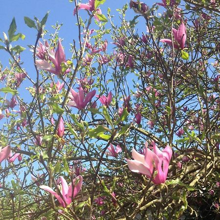 La Magnolia Διαμέρισμα Riccο del Golfo di Spezia Εξωτερικό φωτογραφία