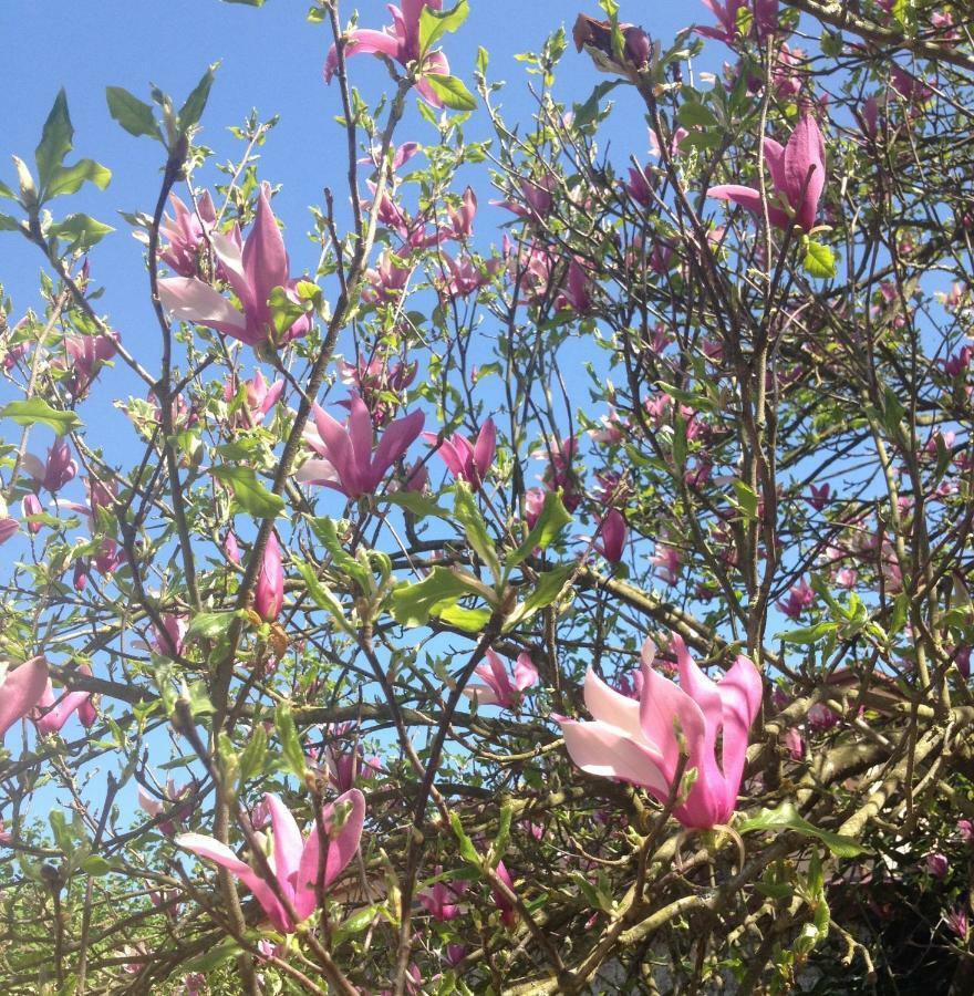 La Magnolia Διαμέρισμα Riccο del Golfo di Spezia Εξωτερικό φωτογραφία