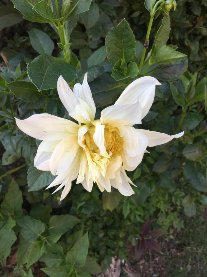 La Magnolia Διαμέρισμα Riccο del Golfo di Spezia Εξωτερικό φωτογραφία